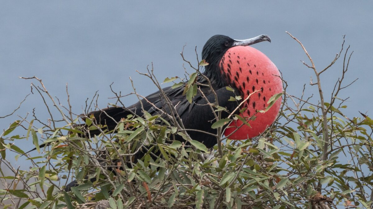 A male frigatebird inflates his red gular pouch to attract females on North Seymour Island