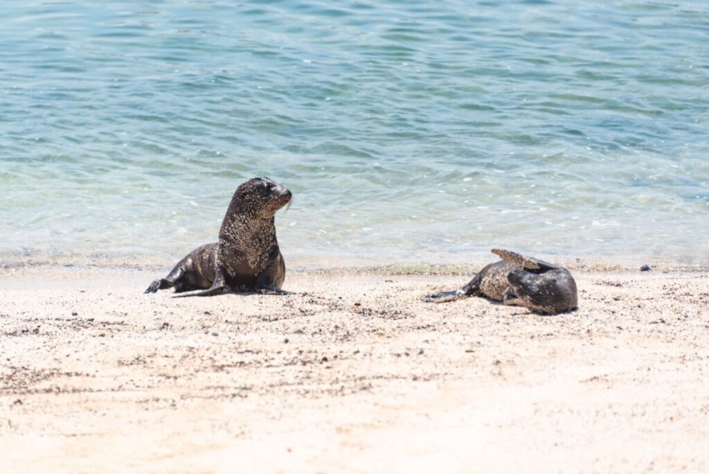 Sea lions resting on the beach at La Loberia, San Cristobal, Galapagos